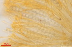 Ramsbottomia asperior