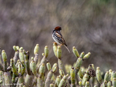 Passer hispaniolensis hispaniolensis