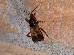 Ectomocoris ululans