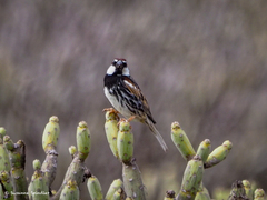 Passer hispaniolensis hispaniolensis