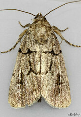 Sympistis dinalda