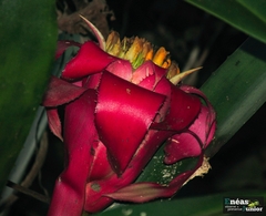 Canistrum cyathiforme