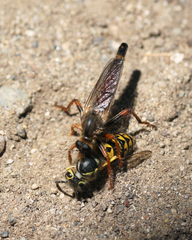 Stenopogon californiae