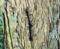 Entomophaga maimaiga