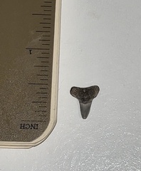 Lamniformes