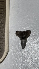 Lamniformes