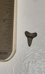 Lamniformes