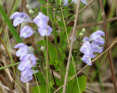 Scutellaria arenicola