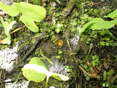 Ramsbottomia asperior