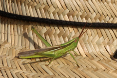 Mermiria intertexta