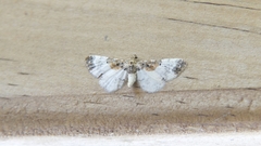 Eupithecia breviculata