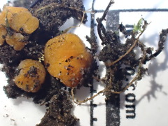 Ramsbottomia asperior