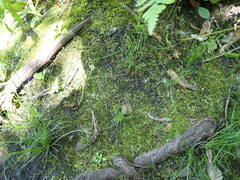 Ramsbottomia asperior