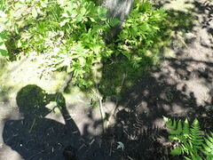 Ramsbottomia asperior