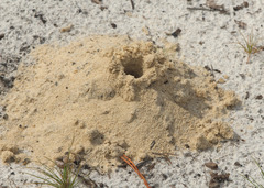 Peltotrupes profundus