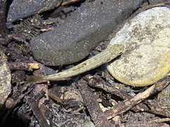 Oncorhynchus kisutch
