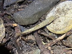 Oncorhynchus kisutch