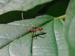 Paraxenetus guttulatus