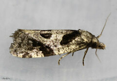 Aethes rana