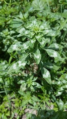 Amaranthus polygonoides