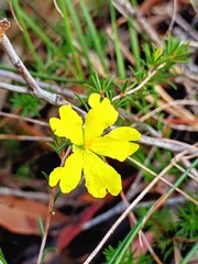 Hibbertia cistiflora