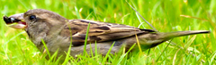 Passer domesticus