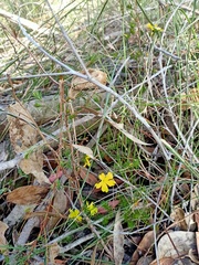 Hibbertia cistiflora