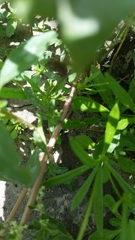 Amaranthus polygonoides
