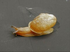 Bradybaena similaris