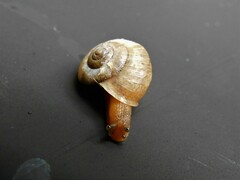 Bradybaena similaris