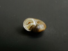 Bradybaena similaris