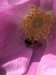 Andrena