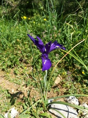 Iris latifolia