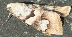 Drasteria biformata