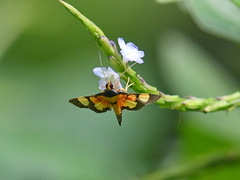 Aethaloessa