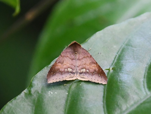 Plecoptera