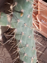 Austrocylindropuntia subulata