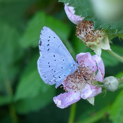 Celastrina argiolus