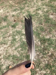 Columba livia domestica