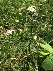 Achillea millefolium