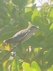 Anthracothorax aurulentus