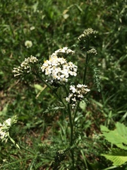 Achillea millefolium