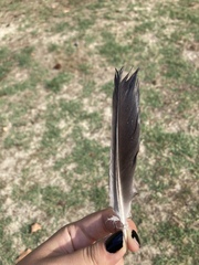 Columba livia domestica