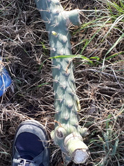 Austrocylindropuntia subulata