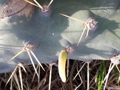 Austrocylindropuntia subulata