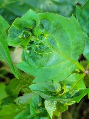 Dasineura parthenocissi