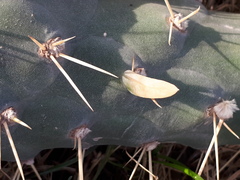 Austrocylindropuntia subulata