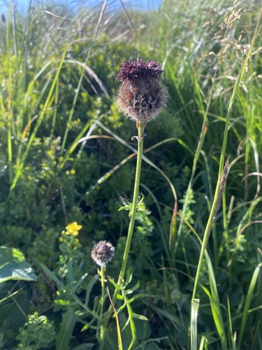 Centaurea kotschyana