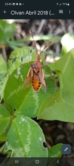 Gonocerus