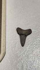 Lamniformes